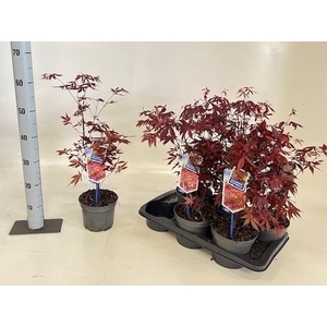 ACER PA ATROPURPUREU