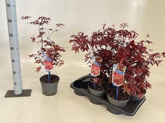 <h4>ACER PA ATROPURPUREU</h4>