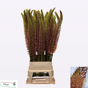 EREMURUS CLEOPATRA