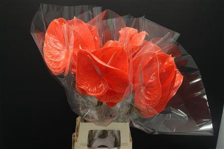 <h4>Anthurium Summer</h4>