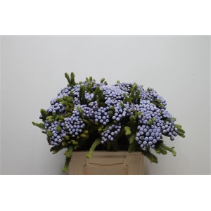 Kaaps Brunia Albiflora M Lavender