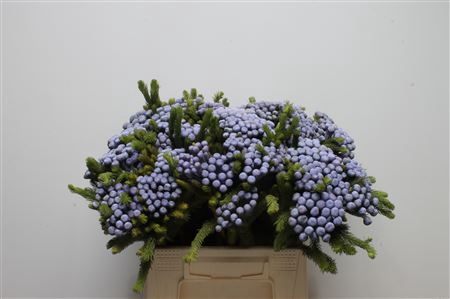 <h4>Kaaps Brunia Albiflora M Lavender</h4>