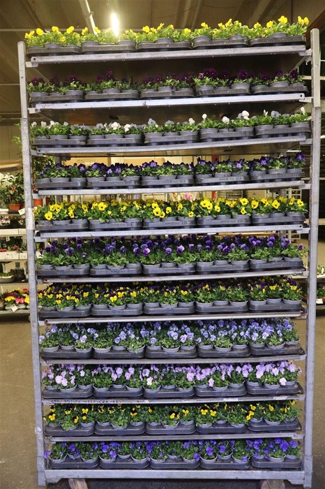 <h4>Vio Co Mixk 1 Kleur Per Tray</h4>