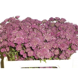 Astransia Lars Rose