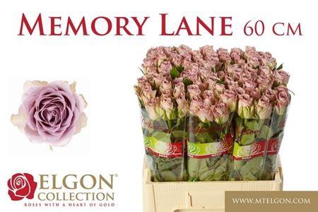 <h4>R Gr Memory Lane!</h4>