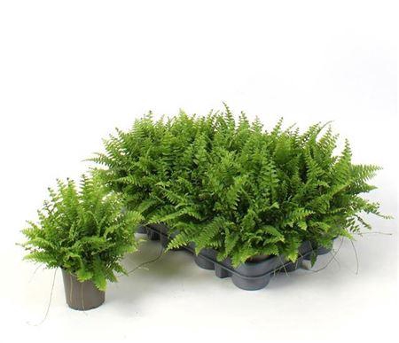 Nephr Ex Green Momen