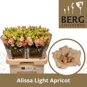 Lisianthus Alissa Light Apricot