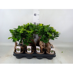 Ficus microcarpa 'Ginseng'
