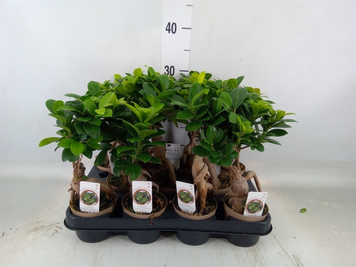 <h4>Ficus microcarpa 'Ginseng'</h4>