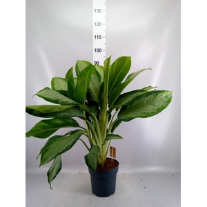 Aglaonema GB 'Cleopatra'