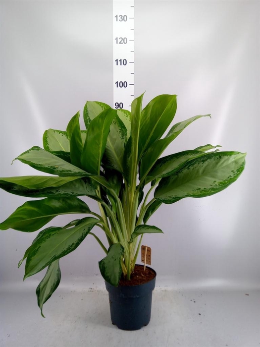 <h4>Aglaonema GB 'Cleopatra'</h4>