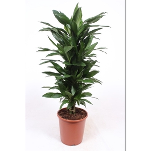 Dracaena Janet Lind