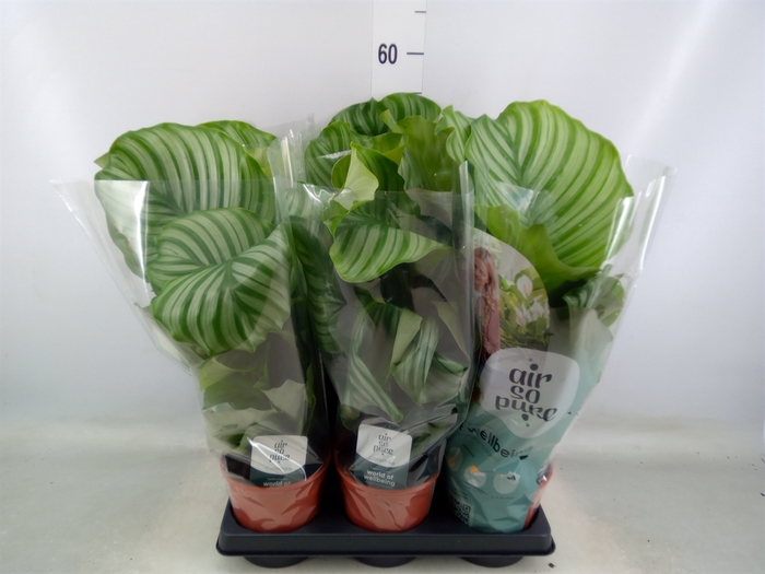 <h4>Calathea orbifolia</h4>