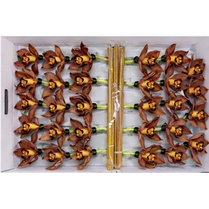 CYMB Stok 50 cm BROWN