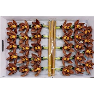 CYMB Stok 50 cm BROWN