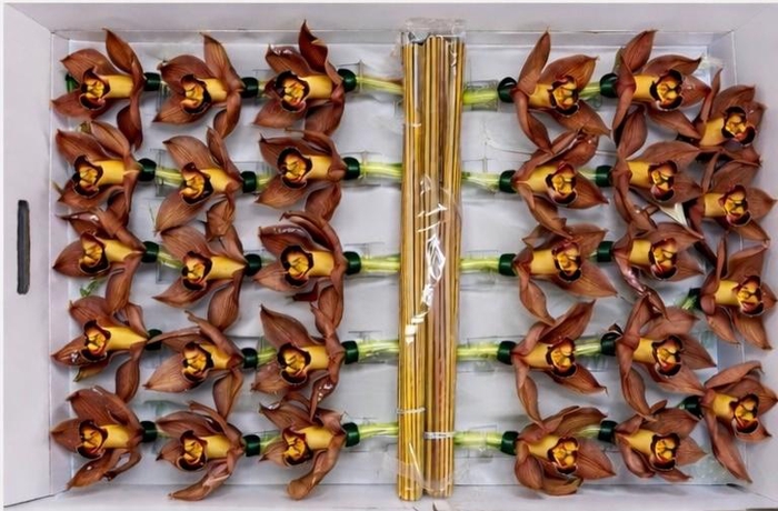 <h4>CYMB Stok 50 cm BROWN</h4>