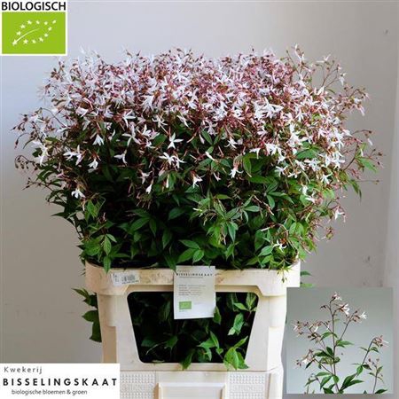 <h4>Gillenia Trifoliata Bio</h4>
