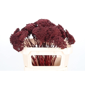 Ammi Zaad Kl Bh Bordeaux