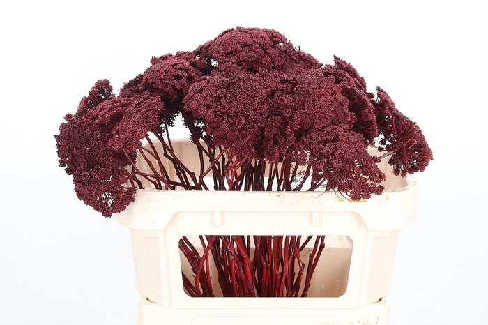 <h4>Ammi Zaad Kl Bh Bordeaux</h4>