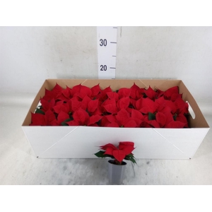 Euphorbia pulc. 'Christ Feel'