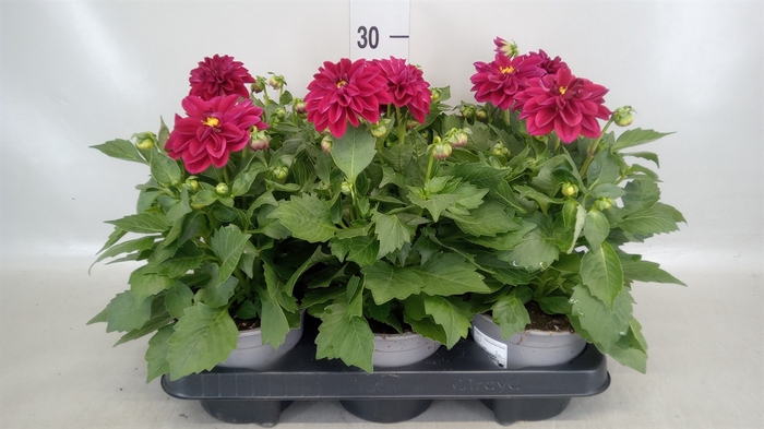 <h4>Dahlia   ...</h4>