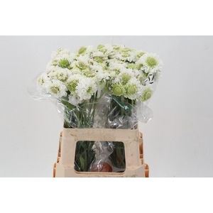 Scab At F Scoop Whit