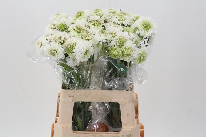 <h4>Scab At F Scoop Whit</h4>