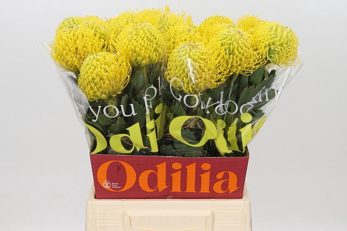 <h4>Nutans Ayoba Yellow</h4>