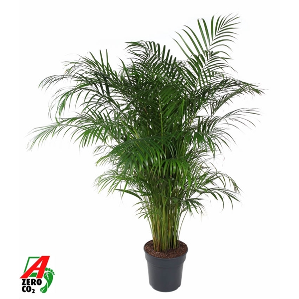 <h4>Dypsis Lutescens(Areca) P31-150</h4>