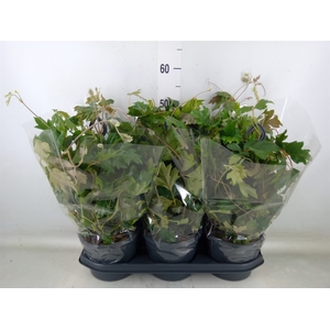 Cissus rhombifolia 'Ellen Danica'