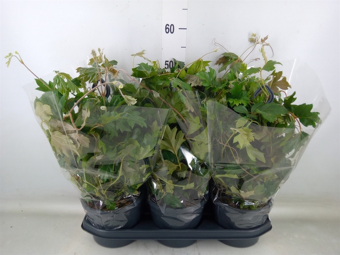 <h4>Cissus rhombifolia 'Ellen Danica'</h4>