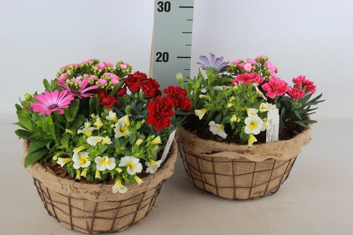 <h4>ARR TUINPLANTEN</h4>
