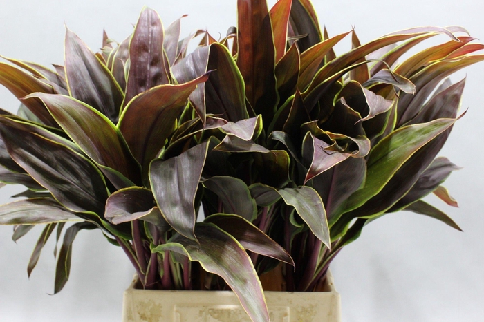 <h4>DECOGROEN OV</h4>