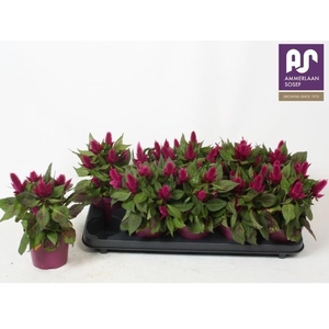 CEL DEEP PURPLE