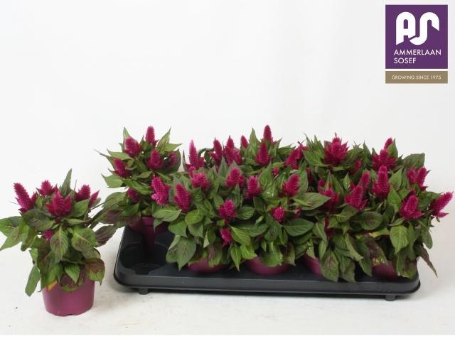 <h4>CEL DEEP PURPLE</h4>