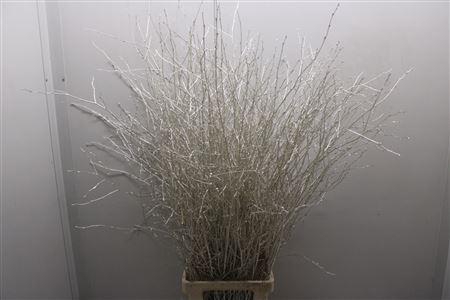 <h4>Berk Lang Platina</h4>