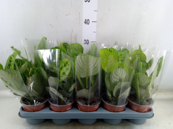 <h4>Maranta leuc. 'Lemon'</h4>