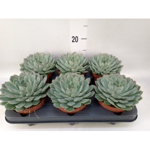 Echeveria pulidonis 'Sky Pearl'