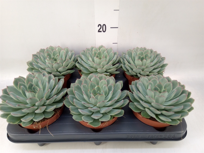 <h4>Echeveria pulidonis 'Sky Pearl'</h4>