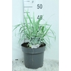Arundo donax