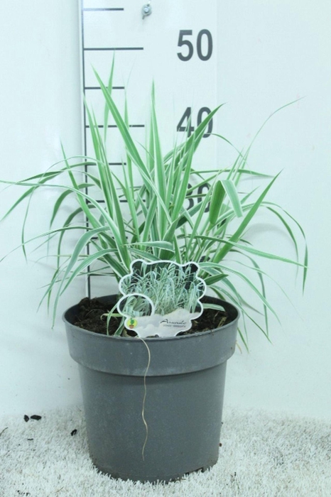 Arundo donax