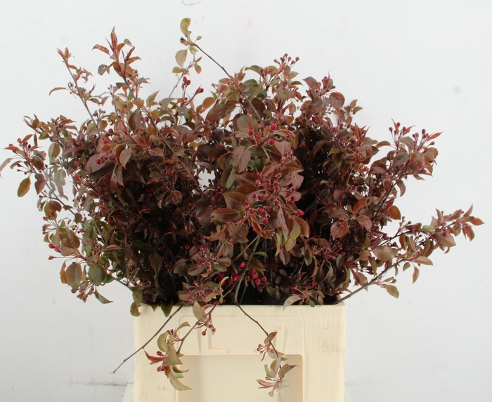 <h4>MALUS RED SENTINEL</h4>