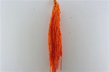 <h4>Pres Amaranthus Caud Orange Bunch</h4>