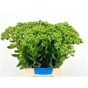 Sedum Spectabile