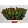Leucadendron Laurel Yellow
