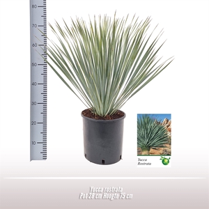 Yucca Rostrata