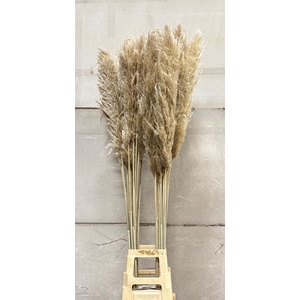 CORTADERIA EVITA OVERIG 160 CM