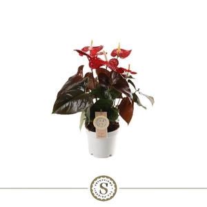 Anthurium Andreanum rood Coral Champion