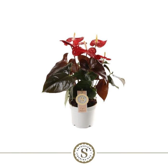 <h4>Anthurium Andreanum rood Coral Champion</h4>