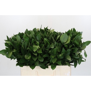 RUSCUS HYPOPHYLLUM